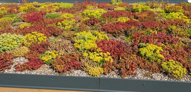 Detail pergoly s rozchodníkovou střechou